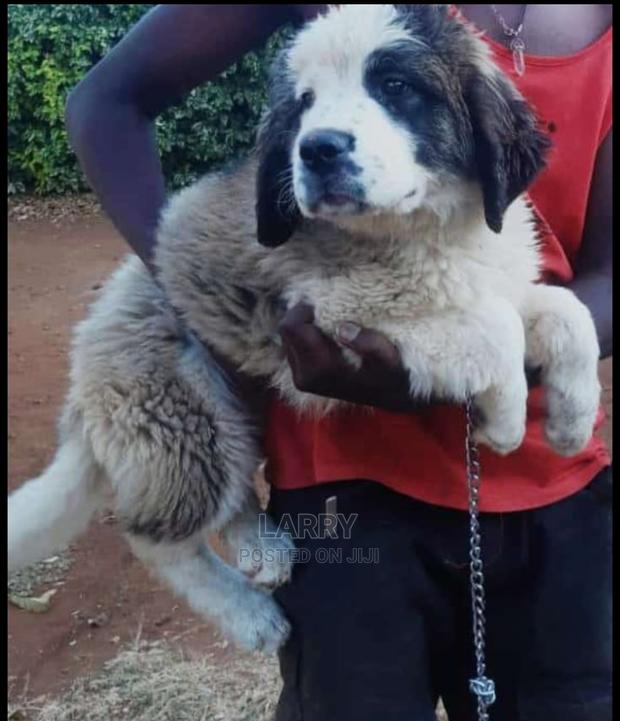 1-3 Months Female Purebred Saint Bernard - main view