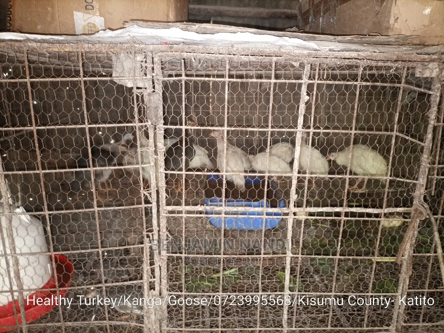 Healthy Mature Pure White(PAIR)Kanga.Whitechested Available.