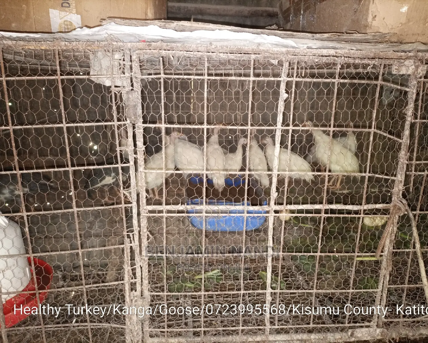 Healthy Mature Pure White(PAIR)Kanga.Whitechested Available.