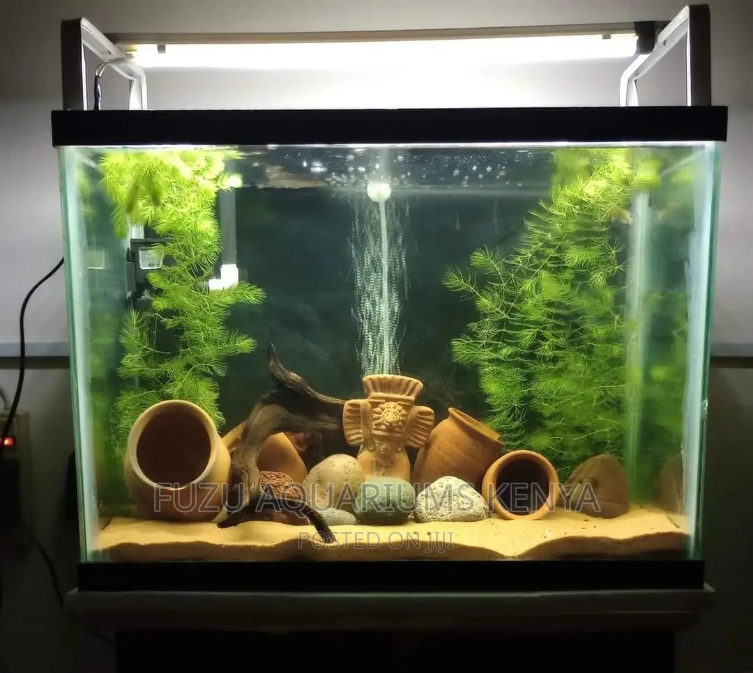 Mid Sized Aquarium With Real Plants