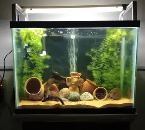 Mid Sized Aquarium With Real Plants