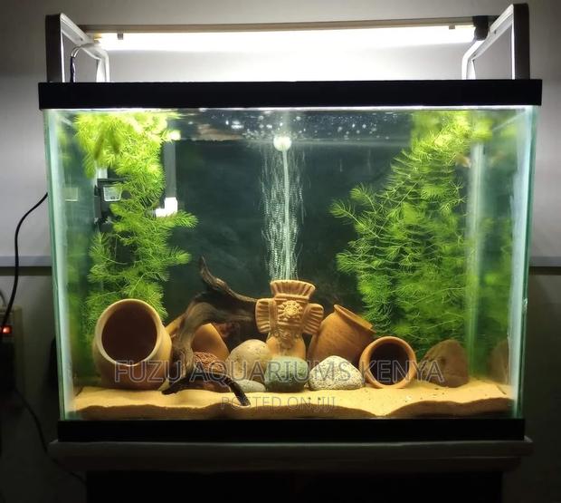 Mid Sized Aquarium With Real Plants