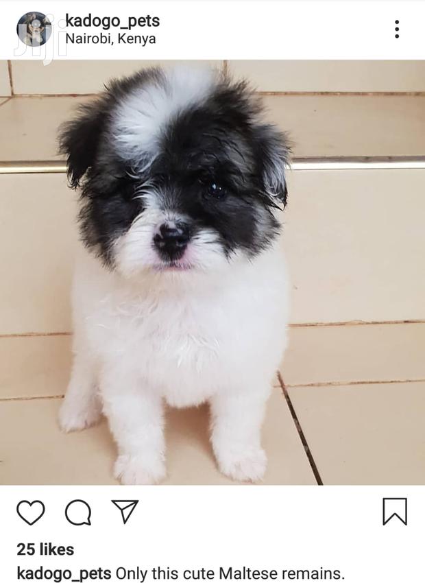 Male Purebred Maltese - main view