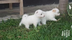 Male Purebred Maltese