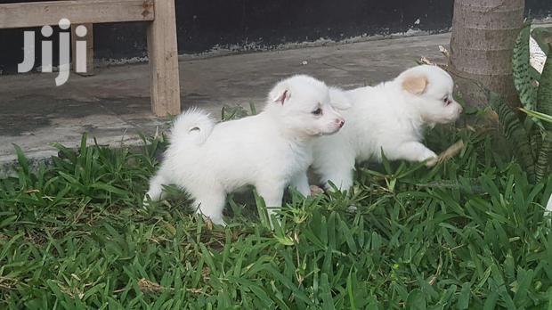 Male Purebred Maltese - thumbnail 2