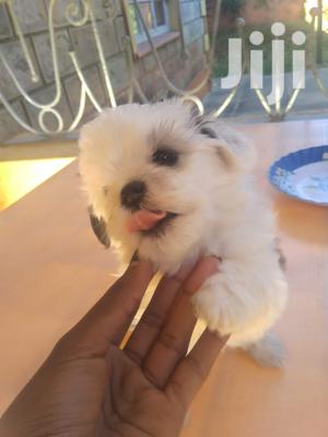Male Purebred Maltese