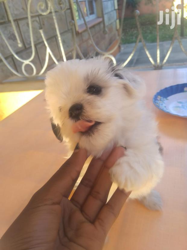 Male Purebred Maltese - thumbnail 3