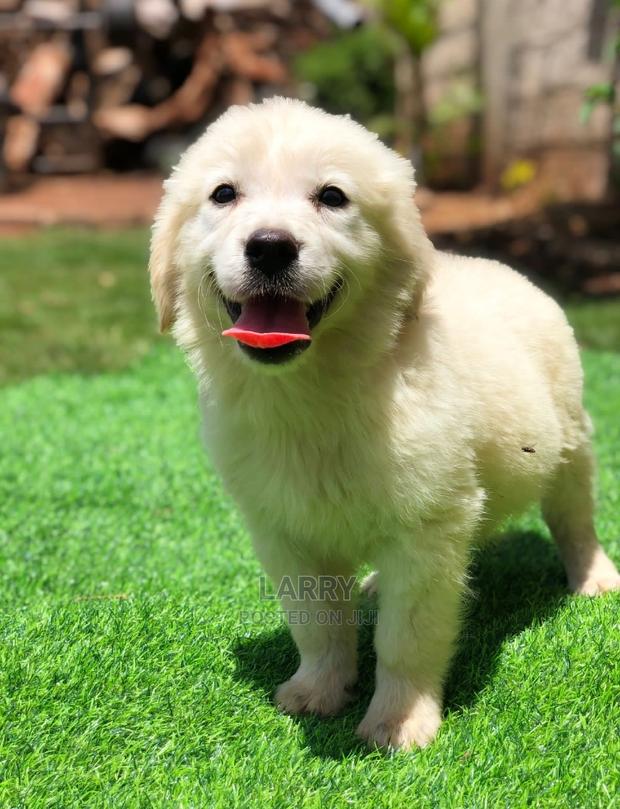 1-3 Months Male Purebred Golden Retriever