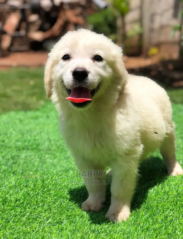 1-3 Months Male Purebred Golden Retriever