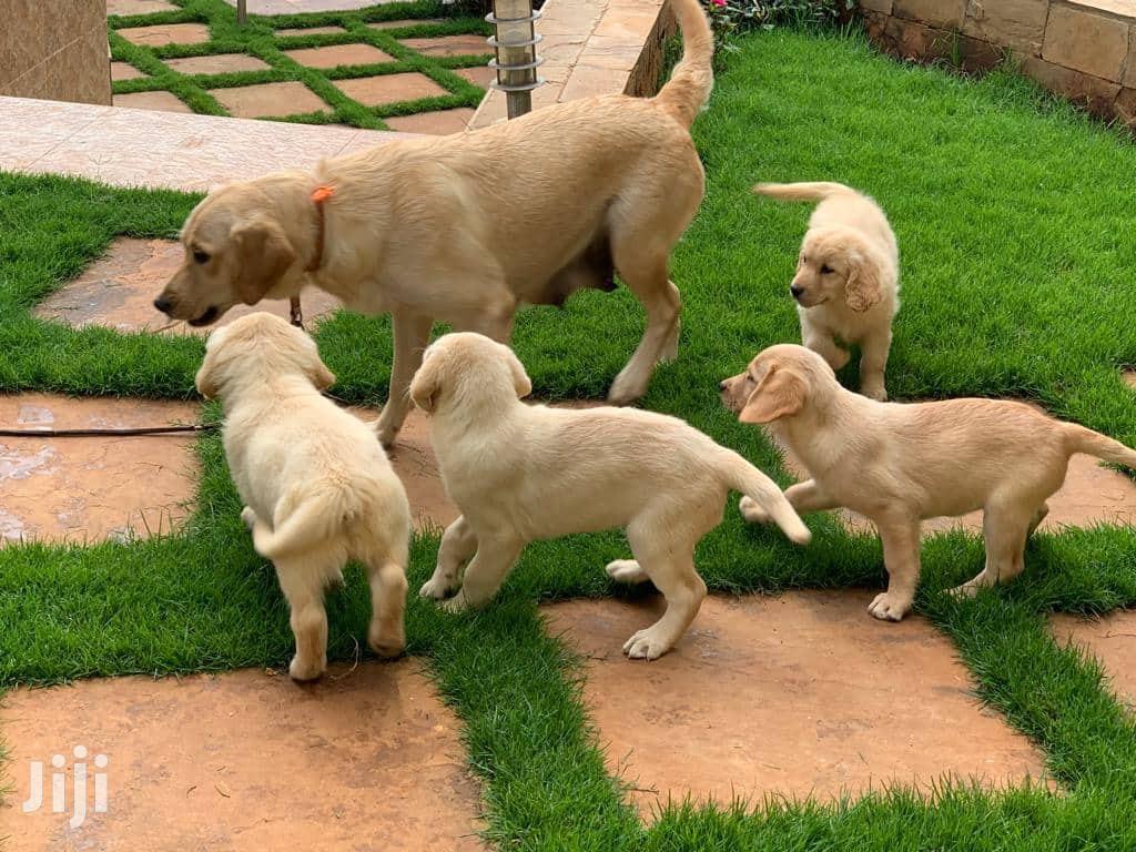 Baby Male Purebred Golden Retriever In Nairobi Central Dogs Puppies Dann Jiji Co Ke