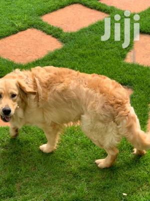Baby Male Purebred Golden Retriever