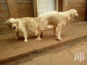Baby Male Purebred Golden Retriever