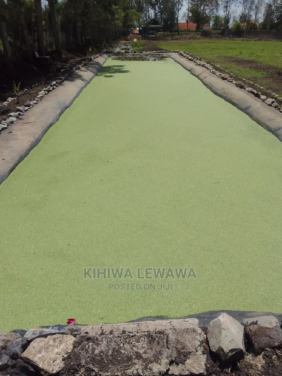 Duckweed.Azolla. High Protein Livestock Feed.