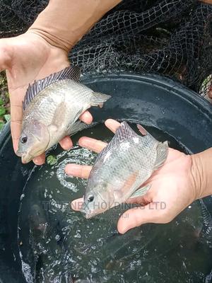 Good Fish Fingerlings on Sale - main view