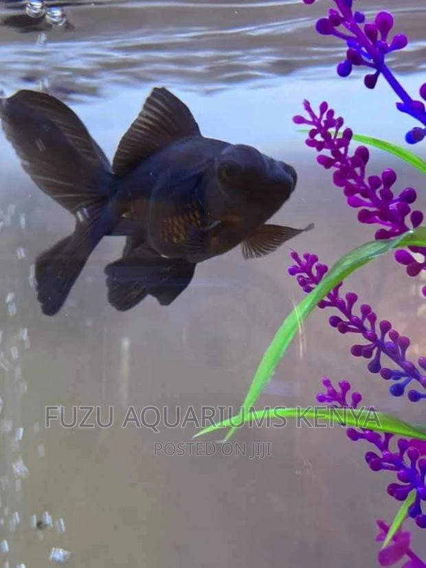 Blackmoor Fish
