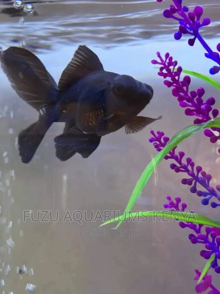 Blackmoor Fish