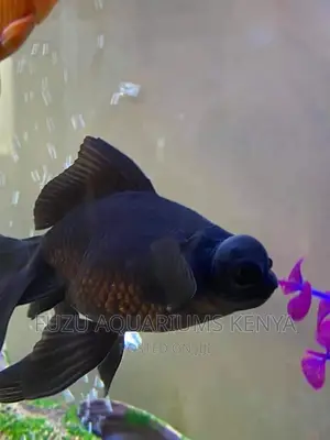 Blackmoor Goldfish
