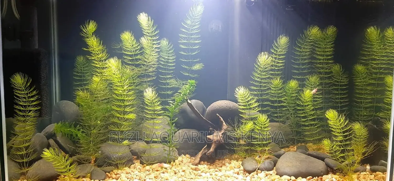 Hornwort Plant