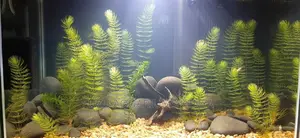 Hornwort Plant