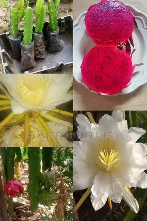 Dragon Fruit Seedlings