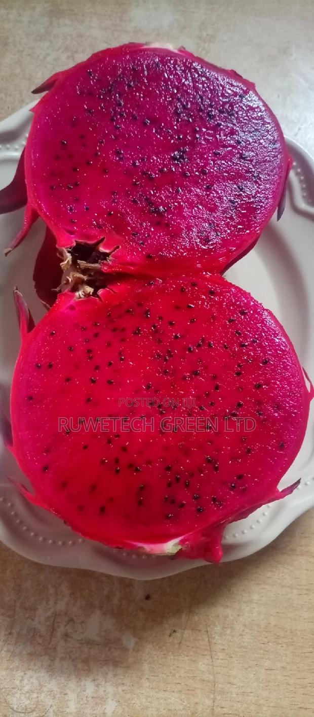 Dragon Fruit Seedlings - thumbnail 3