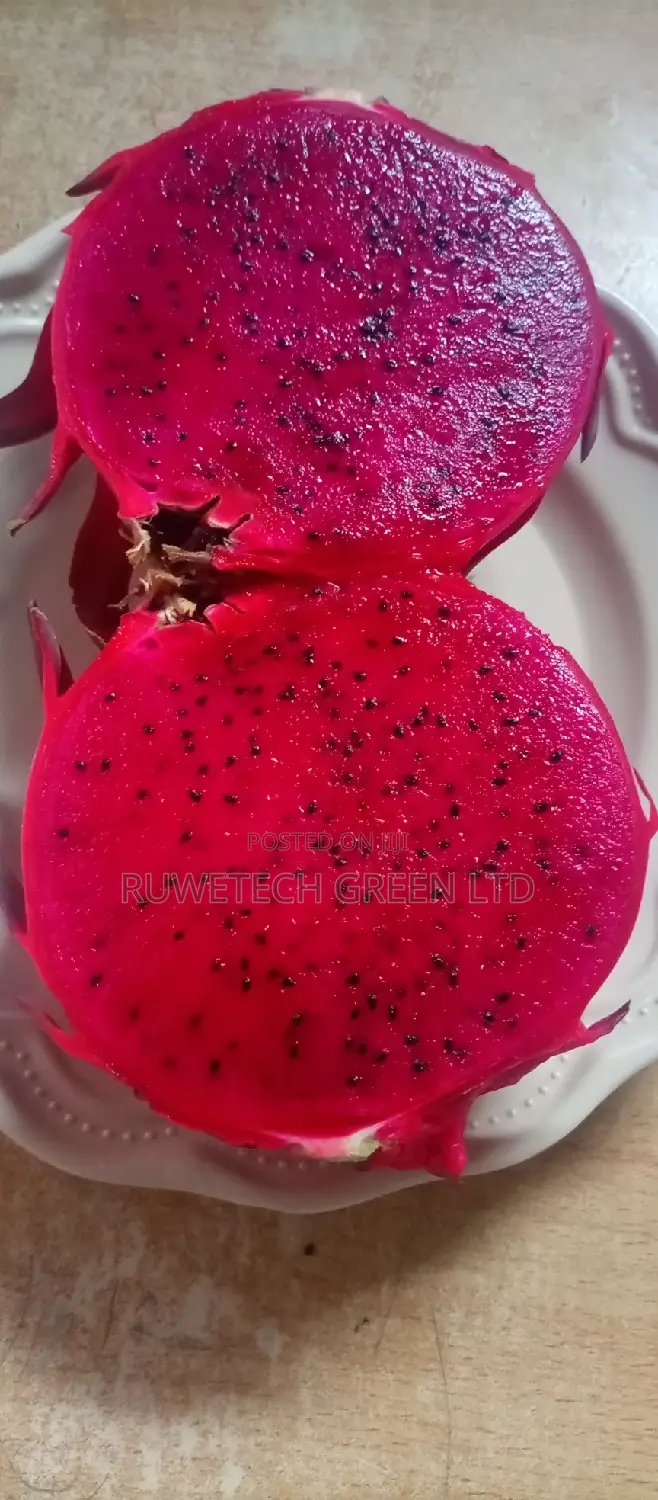 Dragon Fruit Seedlings