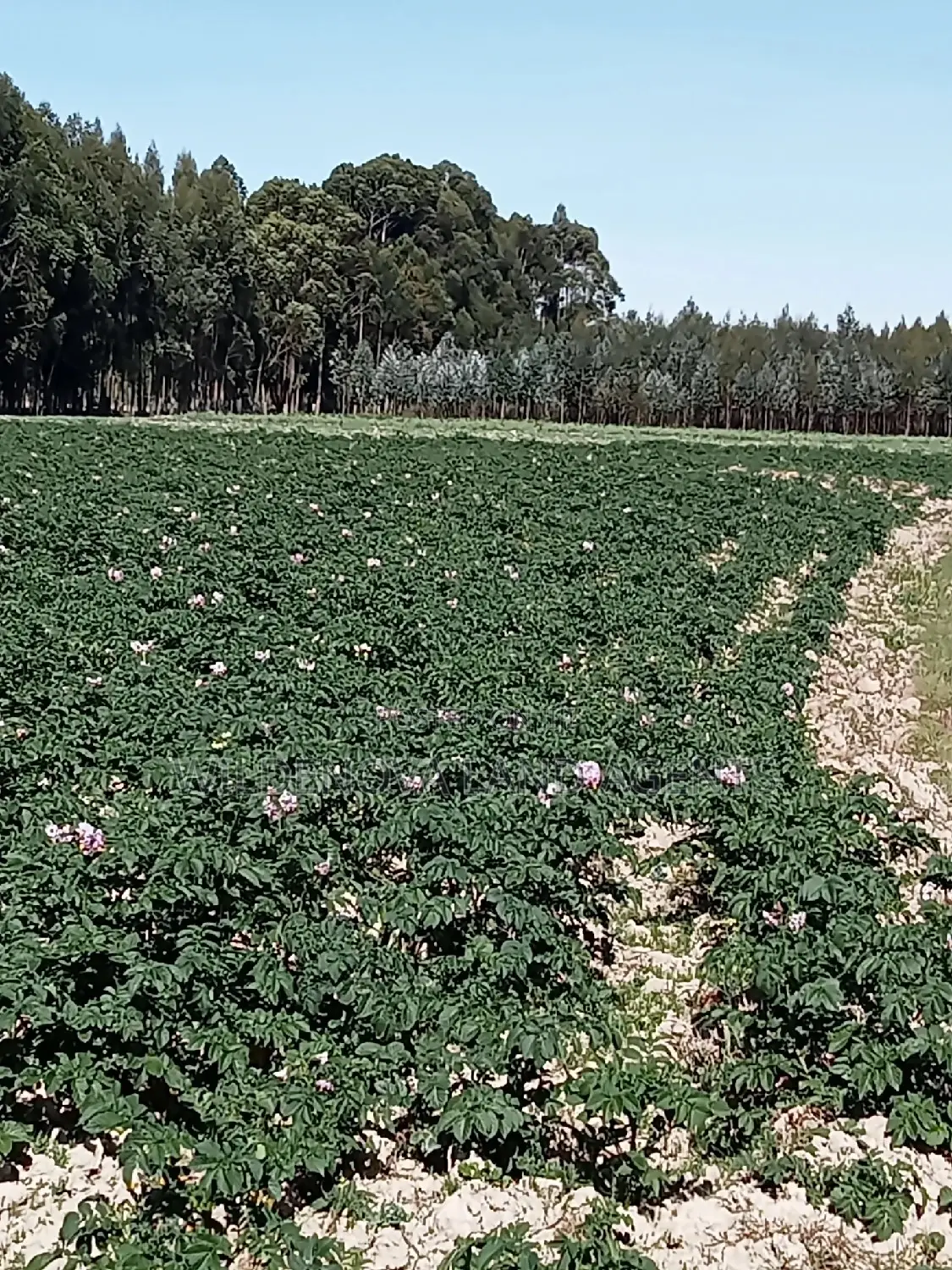 5 Acre on Sale at Kinangop Eginear