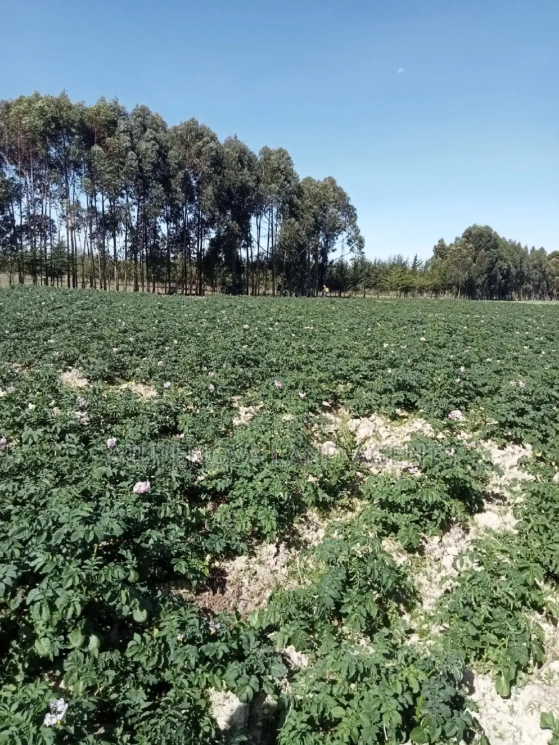 5 Acre on Sale at Kinangop Eginear
