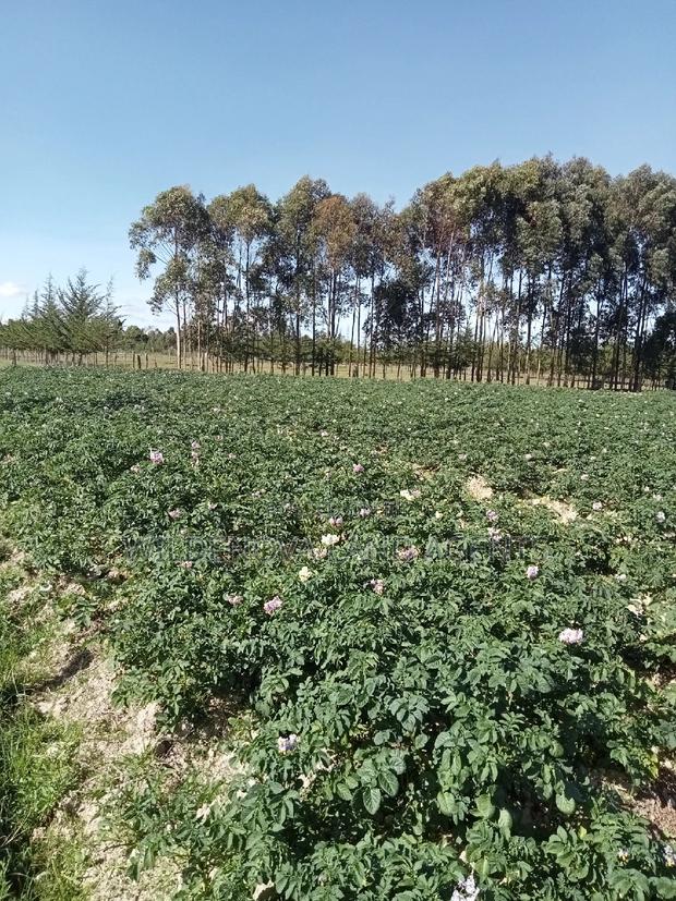 5 Acre on Sale at Kinangop Eginear - thumbnail 11