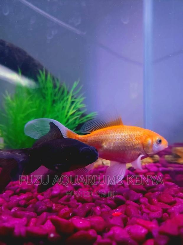 Bright Goldfish - main view