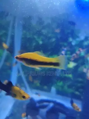 Red Tuxedo, Aquarium Fish