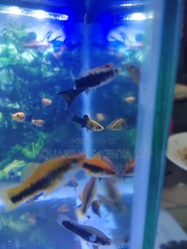 Mixed Colours Tuxedo , Aquarium Fish - main view