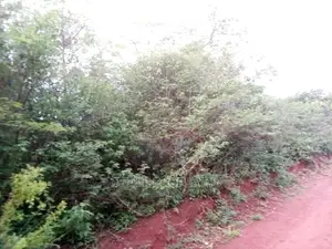 50 by 100 Ft Residential Plots in Mutomo Town
