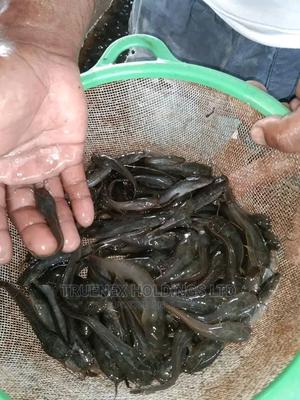 Fish Fingerlings on Offer Offer - main view