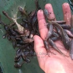 Catfish Fingerlings on Offer - main view