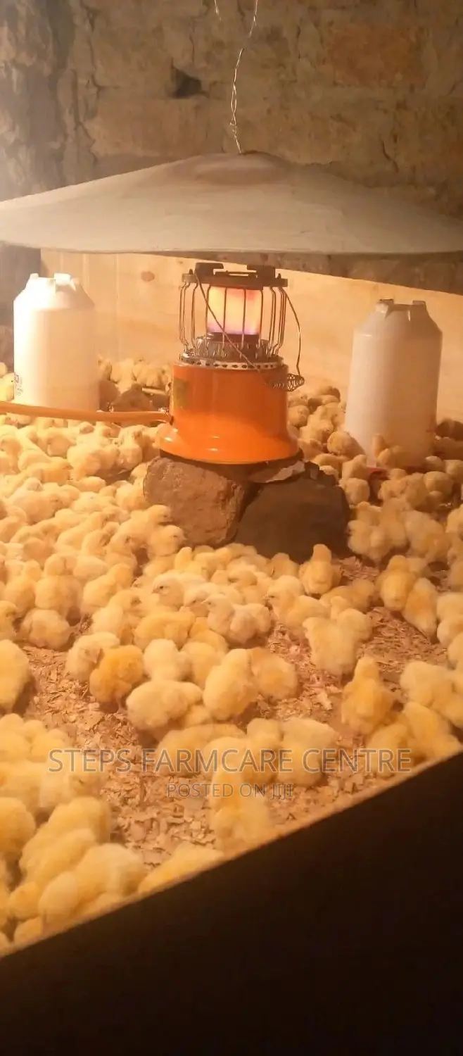 Chicks Gas Warmers