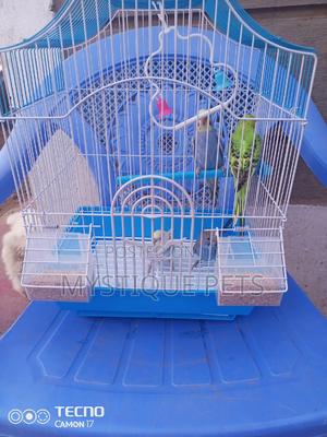 Budgise Babies - thumbnail 2