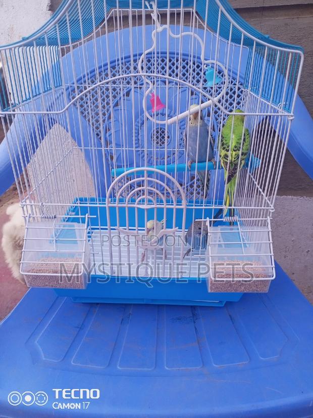 Budgise Babies - main view