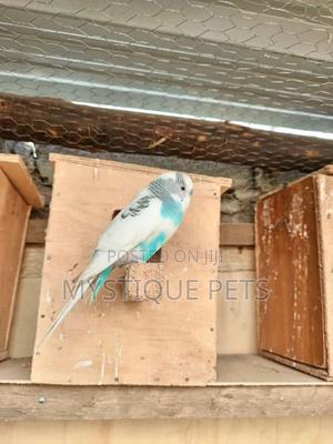 Budgy Bird - thumbnail 2