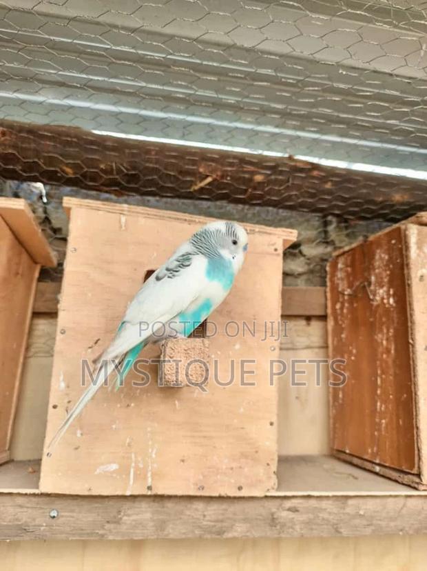 Budgy Bird - main view