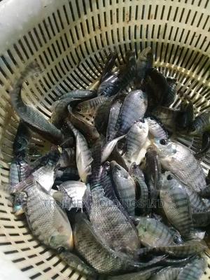 Tilapia Fingerlings on Offer - main view