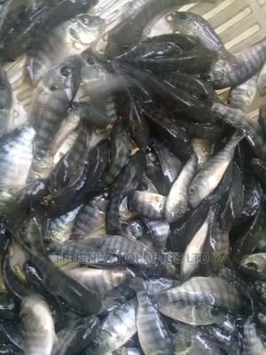 Current Fish Fingerlings Offer - main view