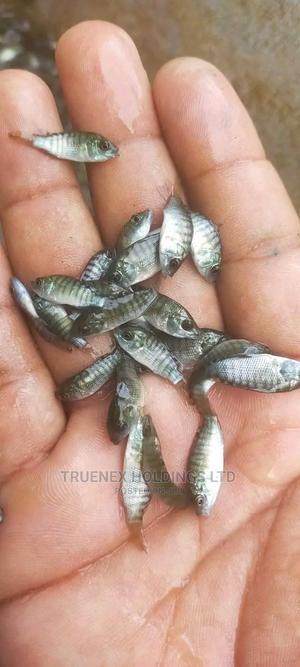 Best Fish Fingerlings Offers - main view