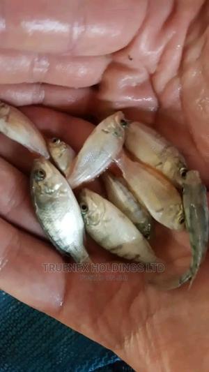Quality Offers Fish Fingerlings - main view