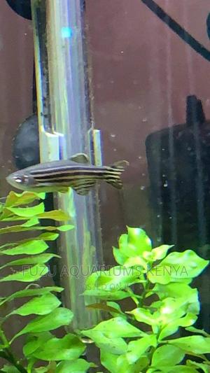 Zebra Danios - Active Fish - thumbnail 2