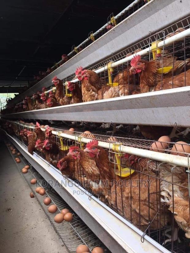 Battery Cages Automatic - main view