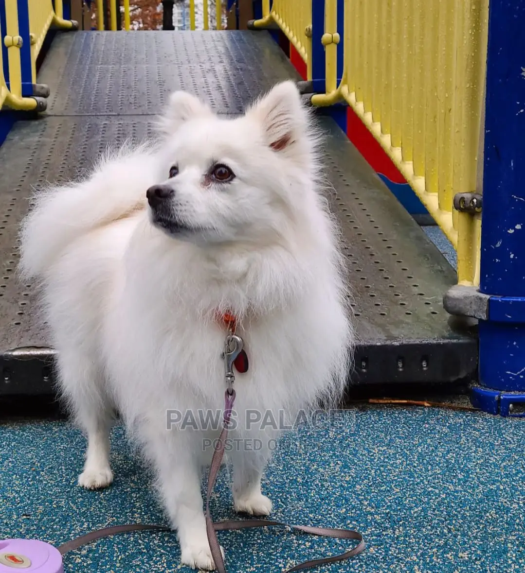 6-12 months Female Purebred Japanese Spitz