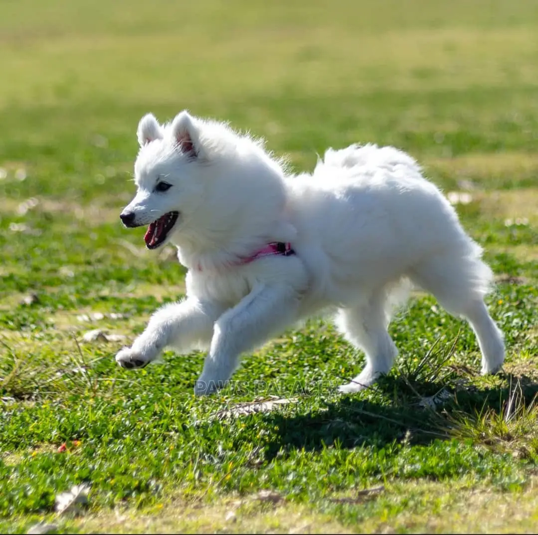 6-12 months Female Purebred Japanese Spitz