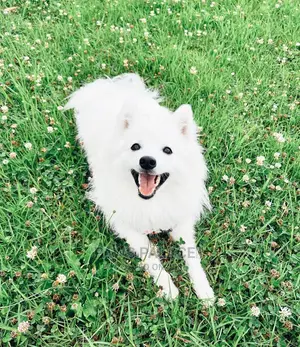 6-12 months Female Purebred Japanese Spitz