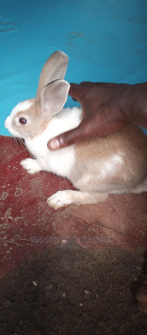 Hybrid Rabbits Available.Call - thumbnail 6